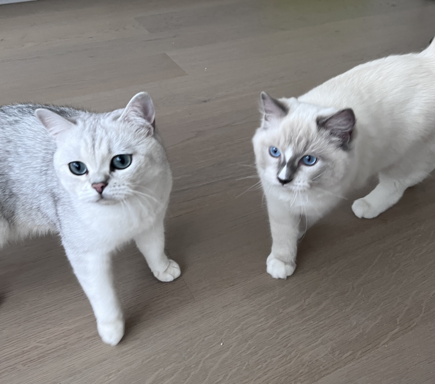 Two pale cats on a wooden floor looking up at the camera.
